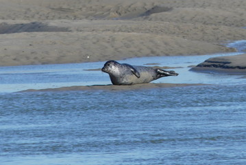 Relaxing seal on the sand  © Sophie BENARD