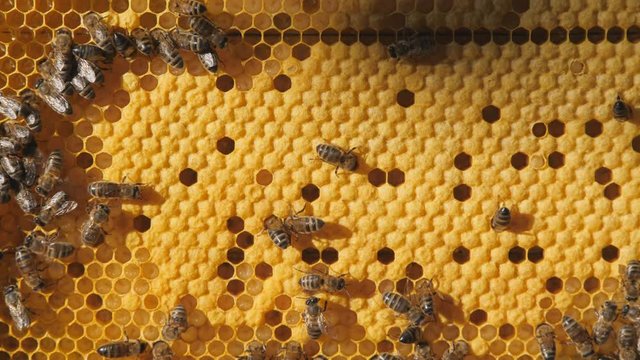Bee larvae in the honeycomb, insect seeding. Bee colony. Worker bees make up the majority of the hive. Honeycomb close-up. Bees at work. Clogged honeycombs in the frame. Close communication of bees