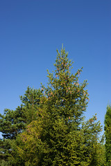 beautiful green spruce on the edge of the forest