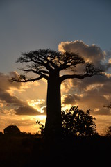 Madagascar single baobab
