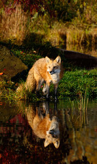 Single Red Fox looking up at the banks of a river on an Autumn morning