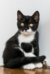 Bicolor british shorthair kitten, cute paws. black and white cat. Funny emotions. Selective focus.