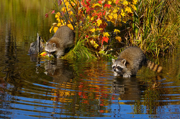 Pair of Raccoons fishing for food near a small island of grass and maple saplings in the Fall