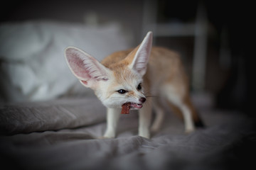 Obraz na płótnie Canvas Fennec fox cub eats meat on a bed