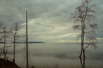 Fototapeta na wymiar Sihouettes of trees in twilight on foggy background.