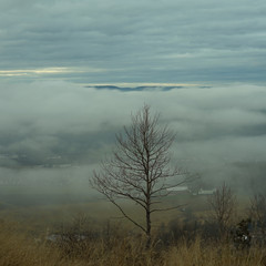 Fototapeta na wymiar Foggy landscape panorama with a tree in front.