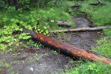 Fallen Trees, Jasper National Park, Alberta