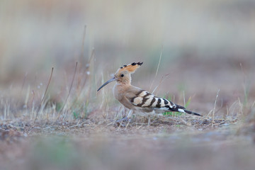 Eurasian hoopoe (Upupa epops) foraging at dawn on a country road in Greece.