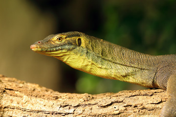 Mertens 'water monitor (Varanus mertensi), also commonly called Mertens' water monitor, and often misspelled Mertin's water monitor, portrait of a mature animal on a branch.