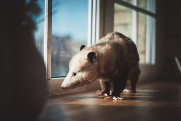 The Virginia opossum, Didelphis virginiana, on window