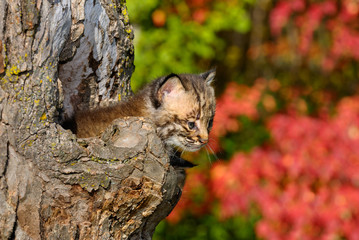 Bobcat kitten peeking out from the hollow of a tree with red leaves in an Autumn forest