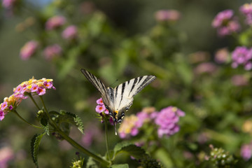 fiori fucsia con farfalla