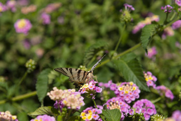 fiori fucsia con farfalla