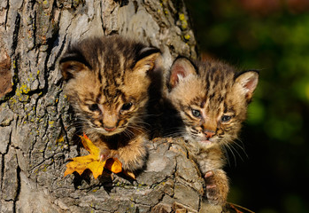 Pair of cute Bobcat kittens peeking out from the hollow of a tree in Autumn