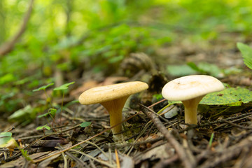 Toadstool mushrooms in the forest. Ripe and ripe.