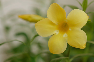 yellow daffodils in the garden