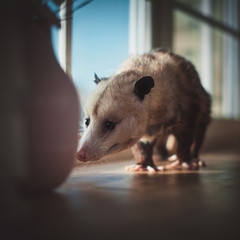 The Virginia opossum, Didelphis virginiana, on window