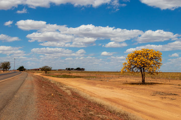 Ipê amarelo na beira da estrada de terra com céu azul e nuvens.