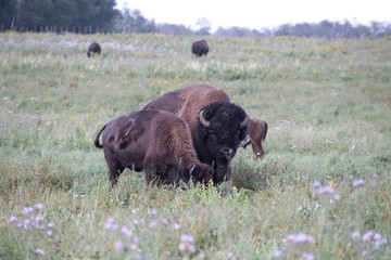 Evening With The Bison, Elk Island National Park, Alberta