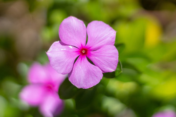 close up of a purple flower