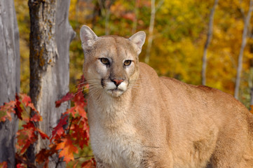 Cougar in a forest with colorful Fall foliage on trees