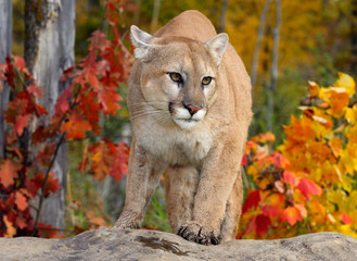 Close up of a Cougar standing on a rock in an Autumn forest with red oak and maple leaves