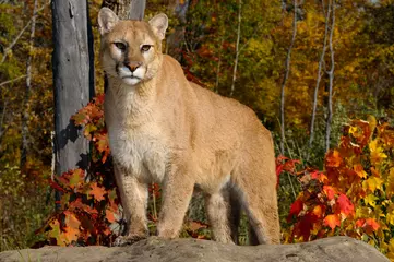 Fototapeten Cougar staring while standing on a rock in an Autumn forest with red oak and maple leaves © Reimar