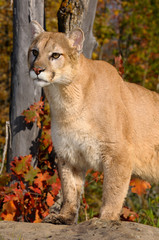 Cougar looking out while standing on a rock in an Autumn forest with red oak leaves