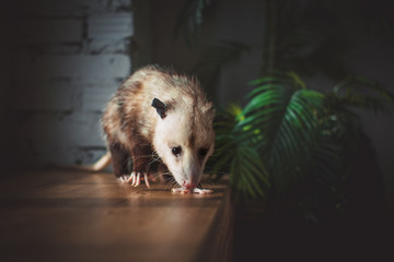 The Virginia opossum, Didelphis virginiana, on window
