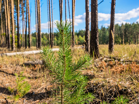 In the pine forest