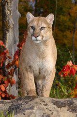 Mountain lion climbing a rock in an Autumn forest with red maple leaves
