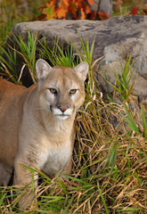 Cougar standing in tall grass by a rock in Autumn