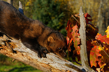 Fisher or North American Marten slinking down a dead tree stump with red leaves in the Fall