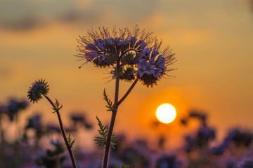 Phacelia