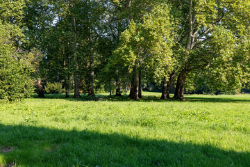 Meadow with mature trees in the garden. There is a wooden bench between the trees.