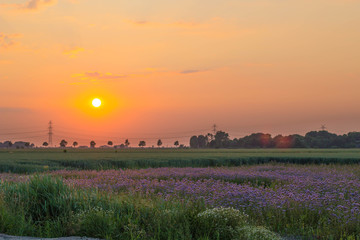 Phacelia-Feld bei Sonnenuntergang