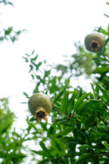 ザクロ　ざくろ　柘榴　pomegranate