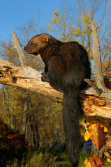 Fototapeta premium Full length portrait of a North American Marten sitting on a dead tree in the Fall
