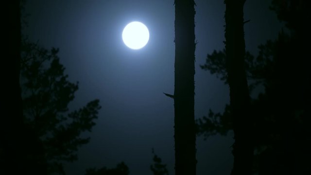 Moon night forest mystic branch dark blue tree danger wolf