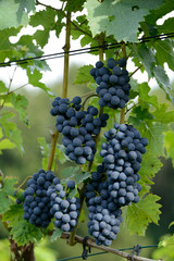 grappe de raisins dans les vignes 