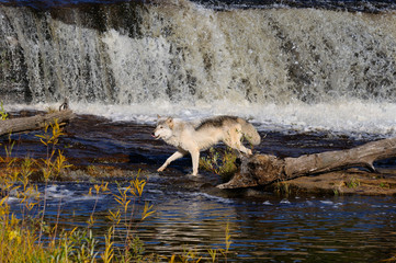 Gray Wolf hunting on the Kettle River below a waterfall in Banning State Park Minnesota
