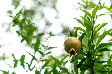 ザクロ　ざくろ　柘榴　pomegranate