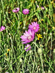 In the land of fairies.Composition 3.