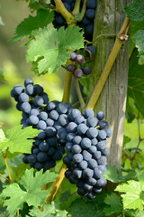 belle grappe de raisin