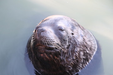 Sea wolves adapted to life in the port because of the easy food