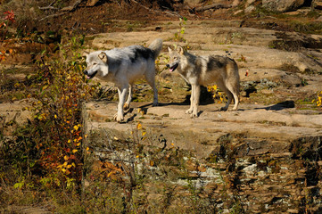 Fototapeta premium Two Gray Wolves looking out from sandstone sedimentary rock at Banning State Park Minnesota