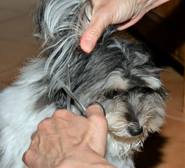 Very Cute Female Havanese Dog is groomed at home with scissor in its ears and paws