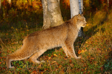 Canadian Lynx crouching in the morning sun watching for prey at the edge of a colorful Autumn forest