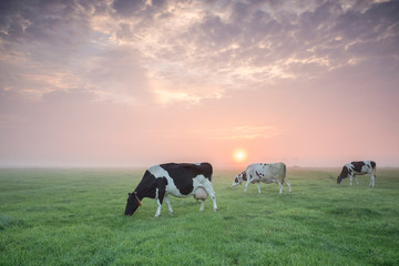 few cows grazing on summer pasture at sunrise