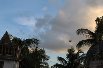 Fototapeta na wymiar palm trees at dusk